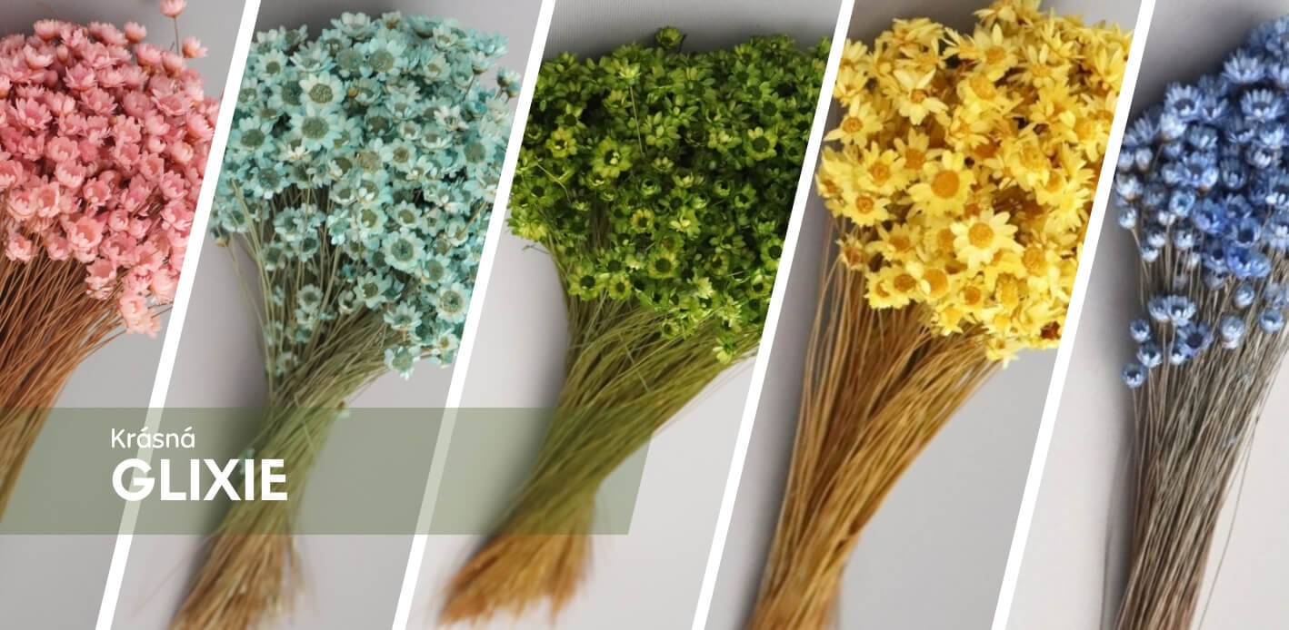 Sušená Glixia – jemnost a elegance pro váš interiér